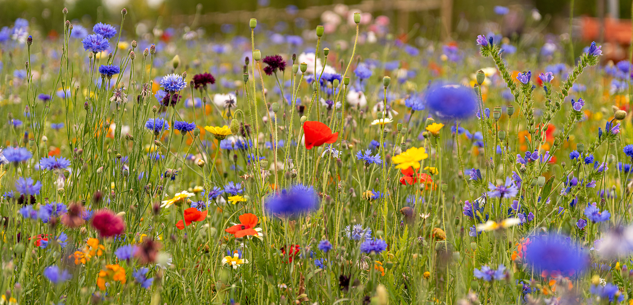 BNG Consultation Desk